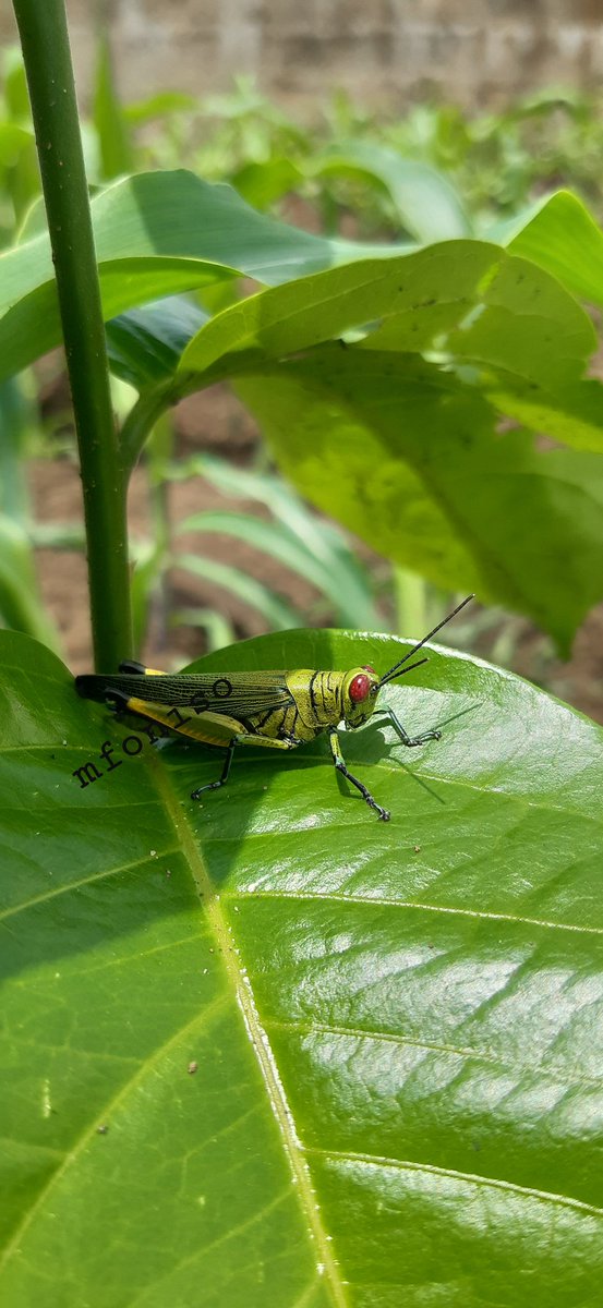 isong_mfoniso's tweet photo. I'm a farmer. Whenever I'm less busy in the farm, I walk around the farm to capture animals in their habitat. 

Please, who knows how I can sell these pictures in NTF? I'd really appreciate. 

Peter Obi Burnaboy Davido Toyosi Mercy Aigbe Funke Akindele Elon Nancy  Easter Friday https://t.co/trvflaDTvO