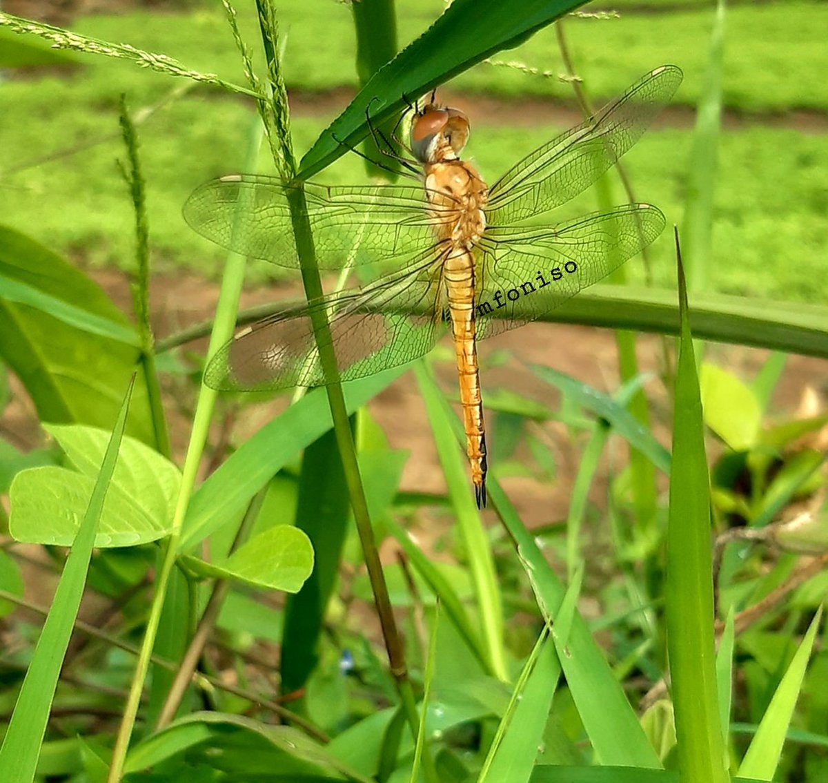 isong_mfoniso's tweet photo. I'm a farmer. Whenever I'm less busy in the farm, I walk around the farm to capture animals in their habitat. 

Please, who knows how I can sell these pictures in NTF? I'd really appreciate. 

Peter Obi Burnaboy Davido Toyosi Mercy Aigbe Funke Akindele Elon Nancy  Easter Friday https://t.co/trvflaDTvO