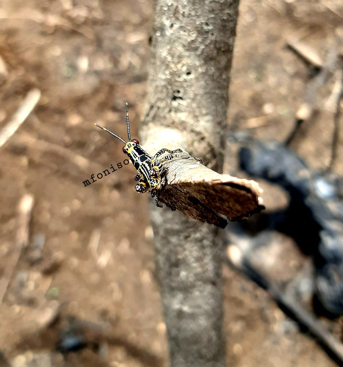 isong_mfoniso's tweet photo. I'm a farmer. Whenever I'm less busy in the farm, I walk around the farm to capture animals in their habitat. 

Please, who knows how I can sell these pictures in NTF? I'd really appreciate. 

Peter Obi Burnaboy Davido Toyosi Mercy Aigbe Funke Akindele Elon Nancy  Easter Friday https://t.co/trvflaDTvO