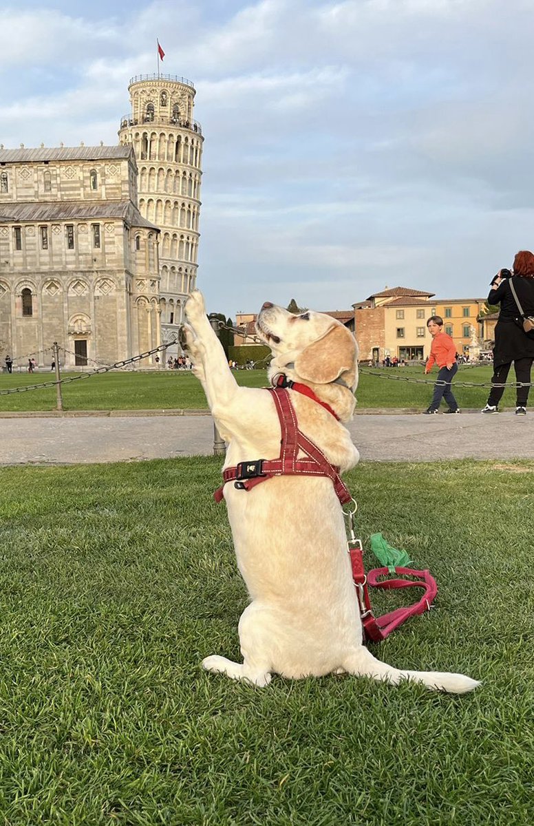Beagle in vacanza #beagle #beagles #Pisa #dog #Lucythebeagle