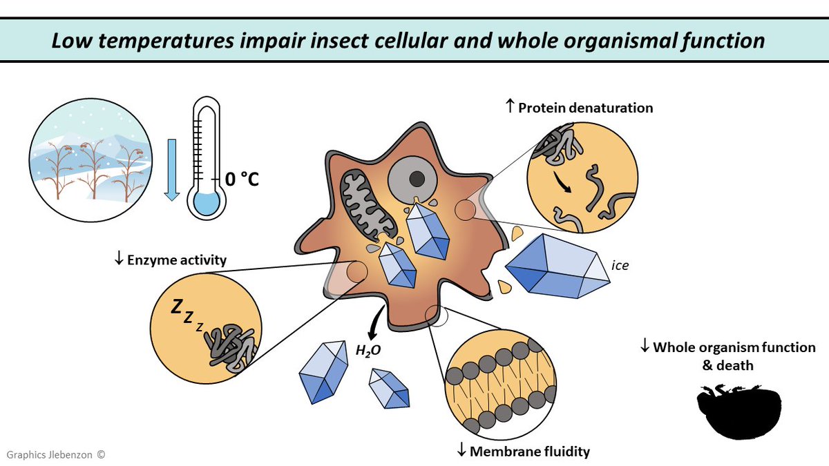 Dr. Jackie Lebenzon tweet media