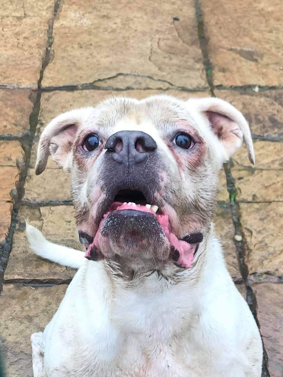 LinbeeDogs's tweet image. Wreckitralph 😆 
#rescuedog
#sanctuary