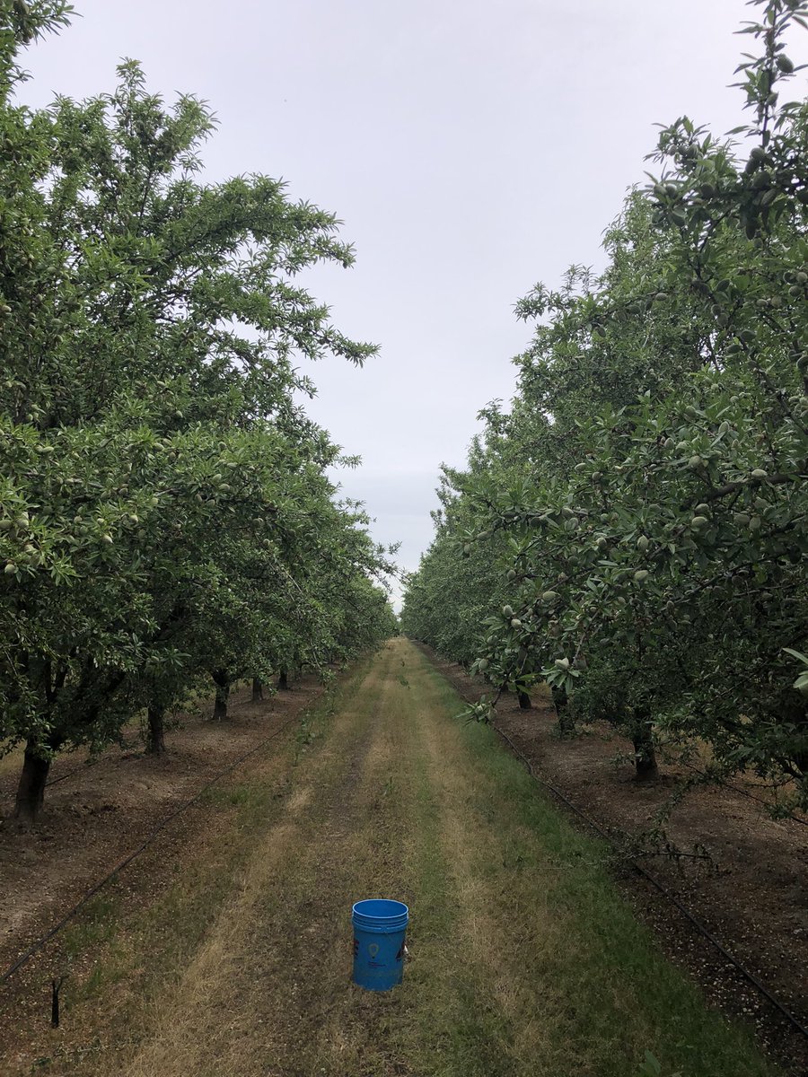 bozcarl's tweet photo. Cool, spring morning collecting #almond leaf tissues in the orchard.  175-acre block cut in half evaluating @nachurs #kfuel #biok vs. grower standard (K-Thio).  Photo 1 is in the middle of the treatment split.   App. # 1 went on last week.   Looking forward to seeing the results! https://t.co/HtX2aFT2s7