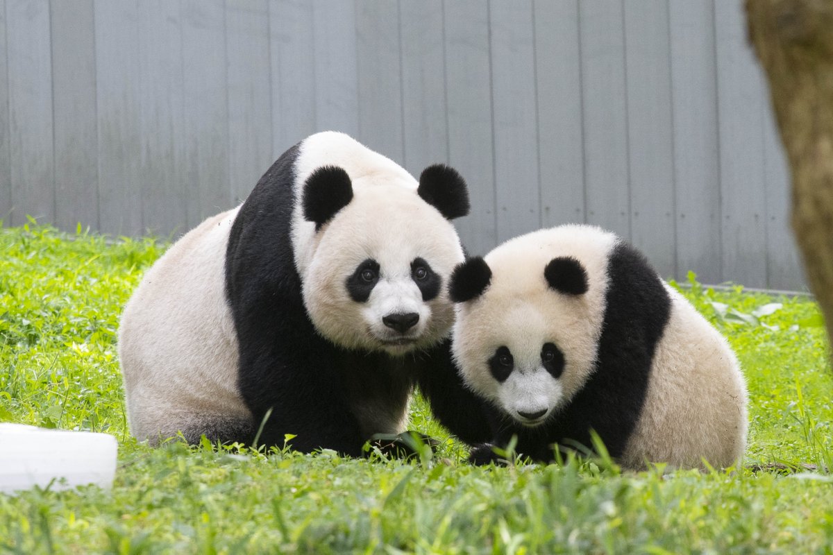 Giant panda and cub sitting in grass