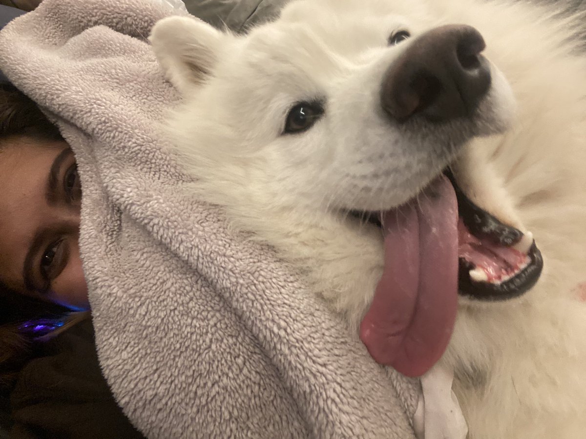 libbylaur's tweet photo. @JamesMarriottYT james i am very influential only to myself and sometimes others and i wanted share my dog, grom, with you https://t.co/rlkEfvNABB