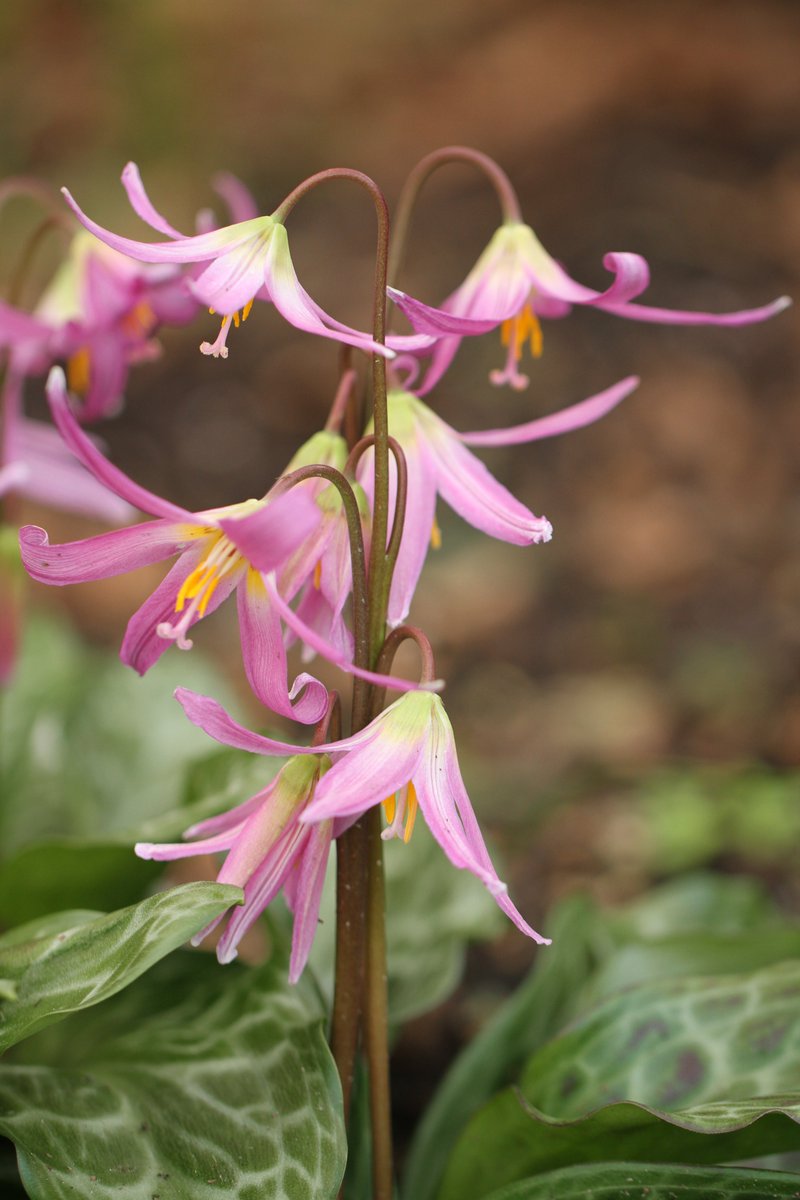 WoodlanderPaul's tweet photo. Erythroniu 'Janice' can't think of anything more beautiful right now! https://t.co/8q7dp74q1Z