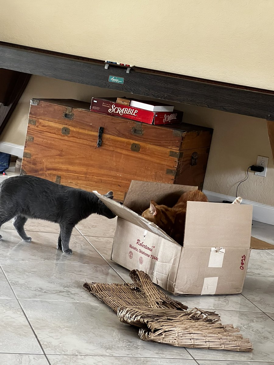 FLTarHeelMark's tweet photo. They love a box! https://t.co/aYcn8aR11g