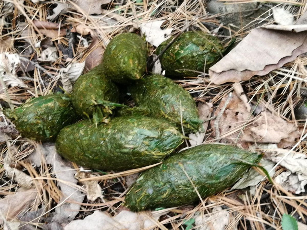 Fresh giant panda dung found within a bamboo restoration plot inside Guanyinshan Nature Reserve.