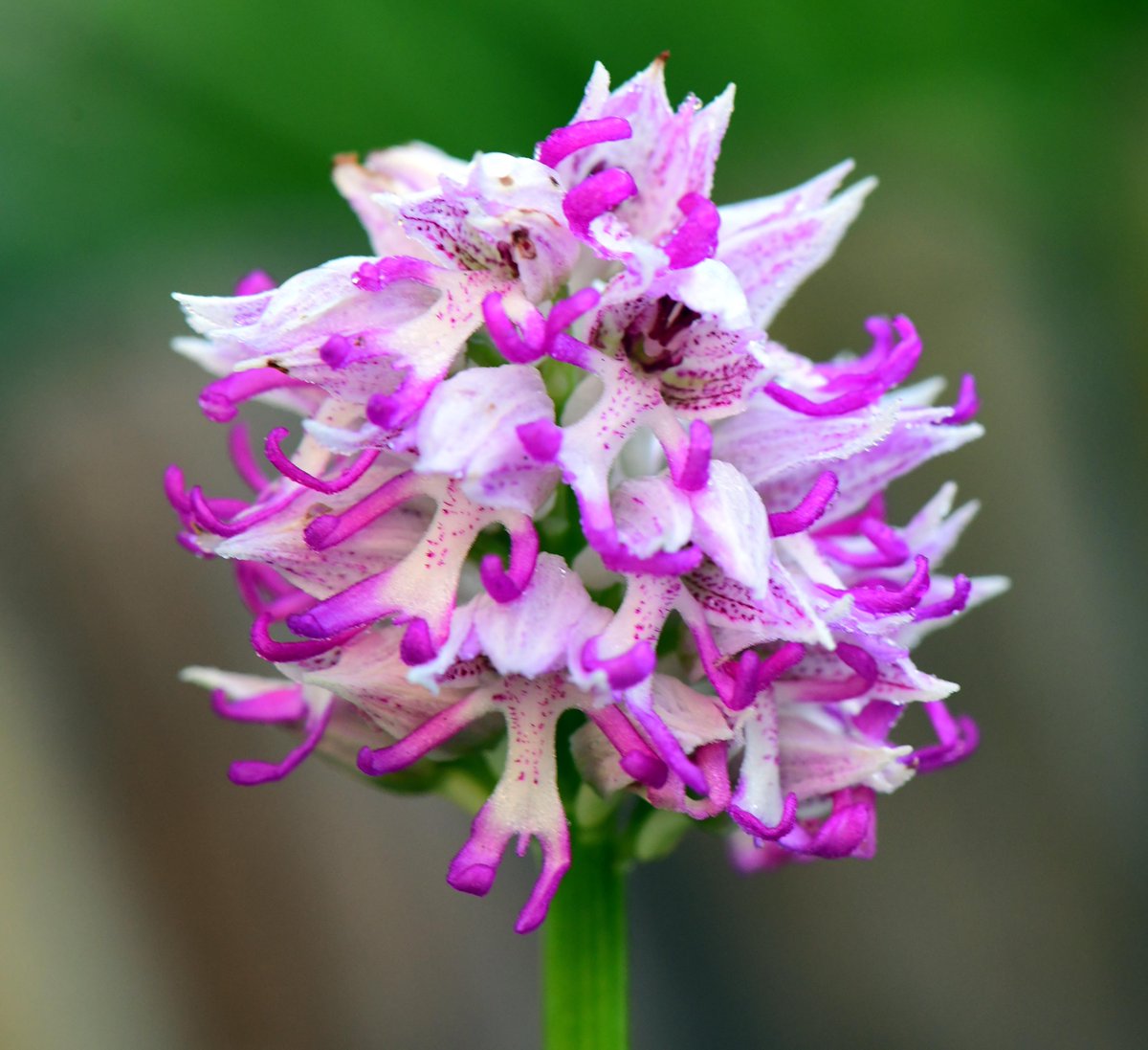 drfishySimon's tweet photo. In my wildflower garden (14/04/22)!

Monkey orchid (Orchis simia) with at least 2 more on their way. https://t.co/HYJOAltO5r