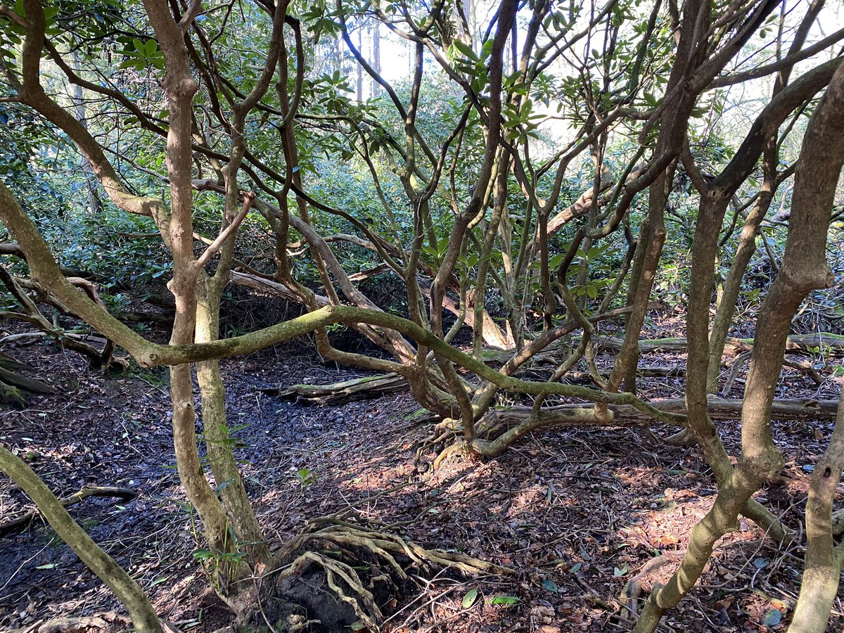 BoswachterFrans's tweet photo. Vanochtend olv #KatNovotna een heerlijk #bosbad #shinrinyoku gehad op #LandgoedMaurick bij @KasteelMaurick @Vught ook @VanGoghNP https://t.co/QD1lMoVQ1h