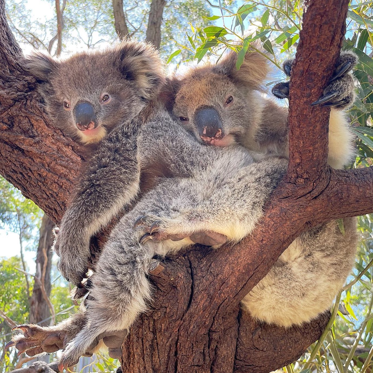 When you've had one too many hot cross buns and need an arvo nap 😴

Holly and India are about to punch out some z's at #clelandwildlifepark in @southaustralia, and wouldn't we like to join them! 

#seeaustralia #seesouthaustralia #visitadelaidehills #holidayherethisyear