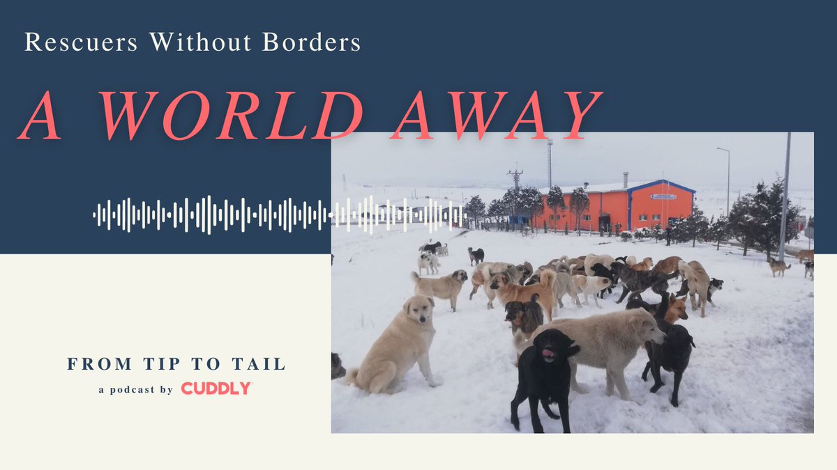 On this episode of #FromTiptoTail our team is joined by Crystal Carson, co-founder and executive director of @RescuersB #CUDDLYpodcast

She shares the amazing story behind her rescue, the desperate situation in #Turkey, & what she’s learned along the way: bit.ly/3M8XIu6