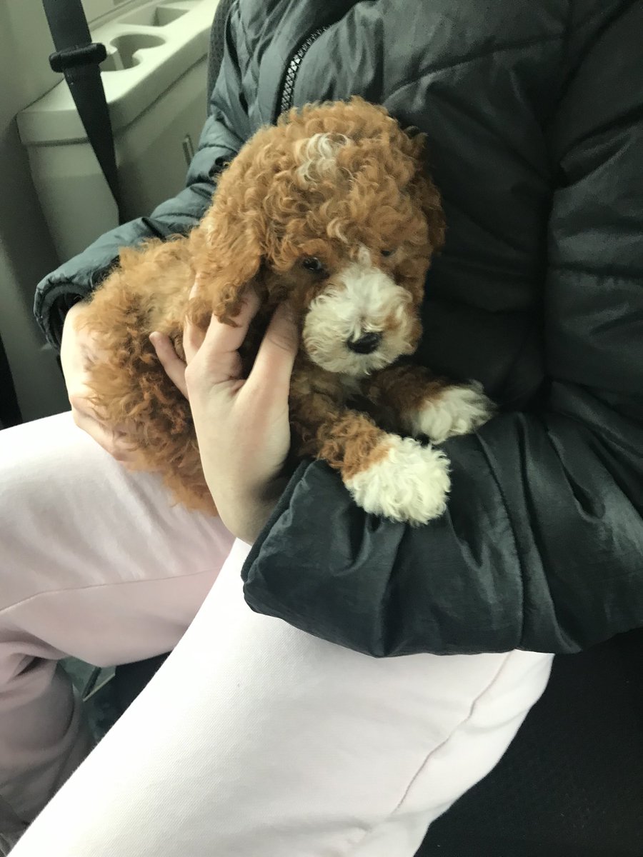 peedtower1628's tweet photo. Vegas would like to welcome Ted the Aussiedoodle to the family https://t.co/zesFmhWi17