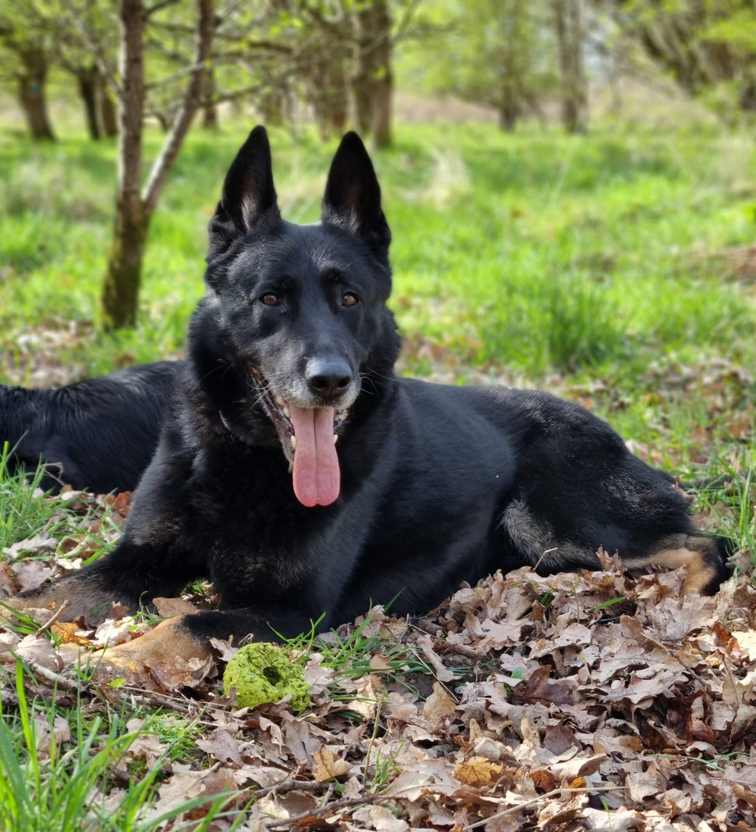 PSOSDogs's tweet image. A man wanted for breaching his bail for domestic incidents thought he could run and hide from officers. He didn’t realise that #PDBodie was in area and Bodie loves a game of hide and seek.
Bodie 1 Domestic Abuser 0
#WhiteRibbon
#DomesticAbuseTheresNoExcuse 🐾