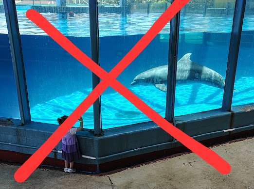 Active4Animals's tweet photo. Here’s the #ScoopOnGroupon: @Groupon continues to sell tickets to captive dolphin venues despite the overwhelming public opposition to cruel dolphin shows. We demand that Groupon stop featuring deals for wildlife entertainment venues now! #GrouponChat #NationalDolphinDay https://t.co/jIjQ4rabuO