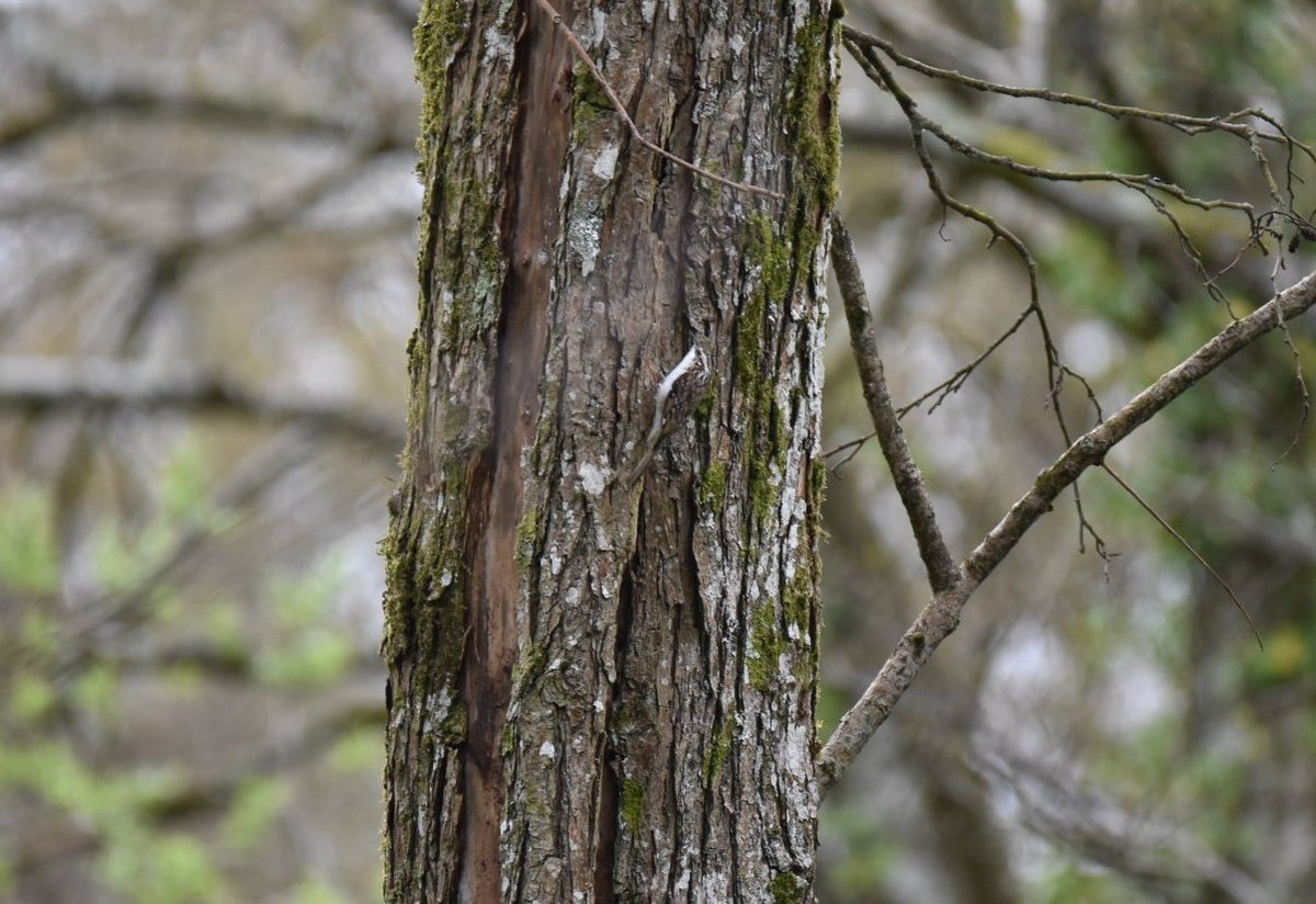 EBurford1's tweet photo. Spot the treecreeper👀🌳🕵️‍♀️
#birding #wildlife #spring #bankholiday https://t.co/FH6Cwq83bo