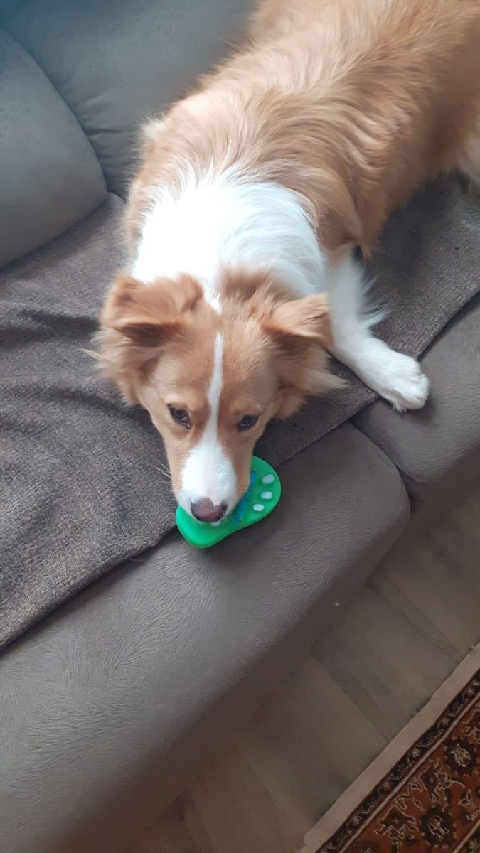 AlanDaffern's tweet photo. #findApolo https://t.co/b0GBay2nCU