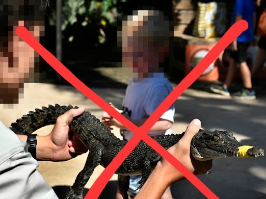 Active4Animals's tweet photo. Crocodiles can swim up to 22mph in the wild, but many are made to live in tiny enclosures at pseudo-sanctuaries. The #ScoopOnGroupon is this - @Groupon needs to adopt an animal welfare policy that prohibits featuring pseudo-sanctuaries today! #GrouponChat https://t.co/V8meGof5lo