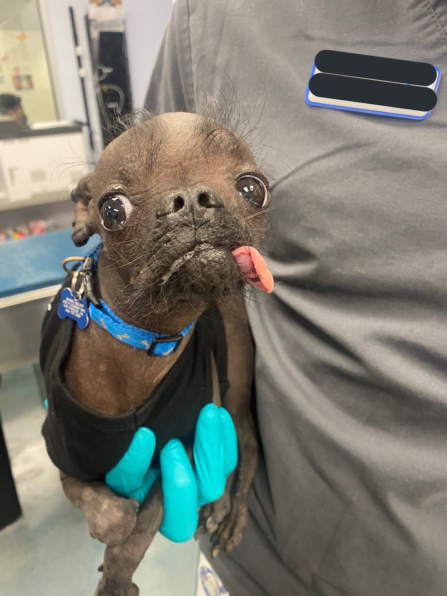 my friend is a veterinary social worker and she texts me a Dog of The Day, this one rendered me speechless