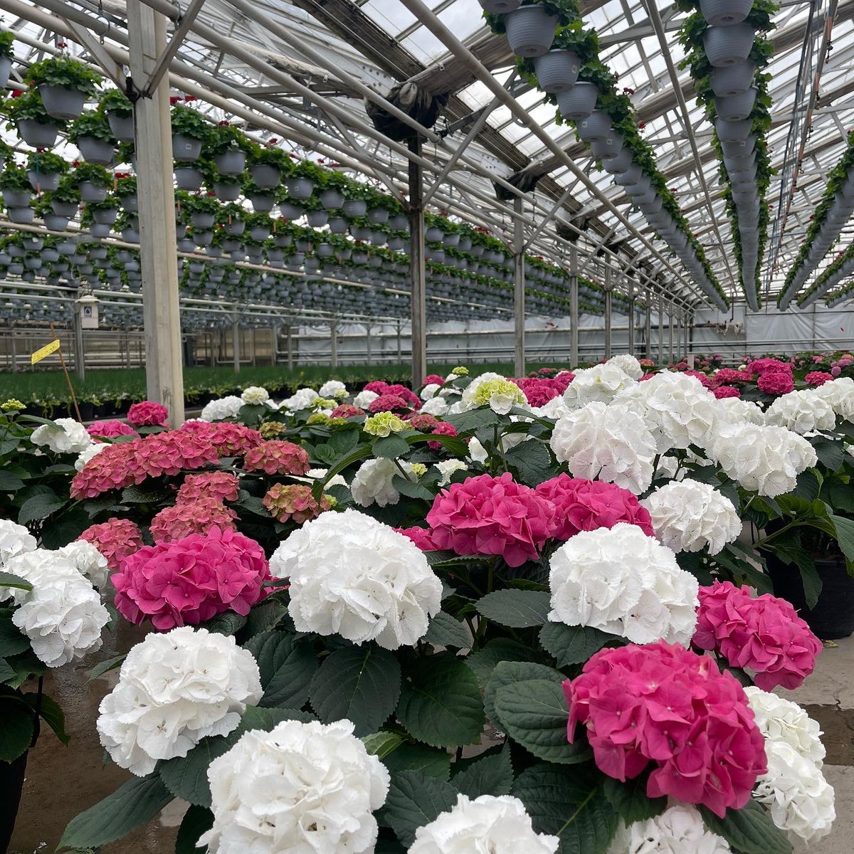 TanyaCBloomDiva's tweet photo. Wishing everyone a fabulous Easter Weekend with family, friends and loved ones 🐣 #lethopebloom #yearofthegarden2022 #bloomdiva #HappyEaster #hydrangeas #hydrangea #easterdecor #easterflowers #creeksidegreenhouses #Ontario https://t.co/09TaUGKuXI