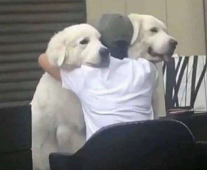 yo cada vez que voy a la casa de alguien y tiene perros