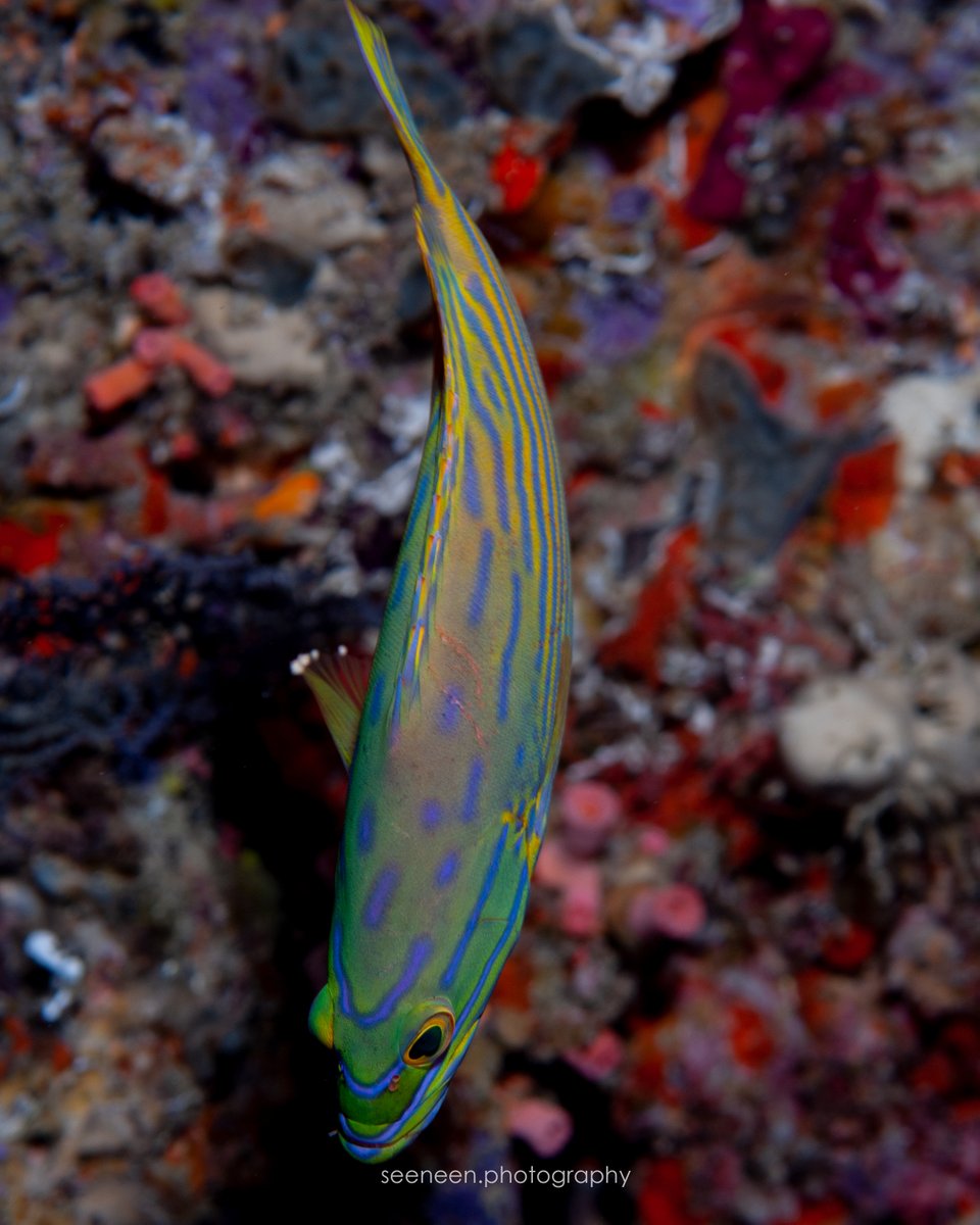 mohamedseeneen's tweet image. Cephalopholis polleni @CoralReefFish ?
This was in 2010 at Nassimo Thila south overhangs depth around 25 to 26 meters 
#fish #Maldives #fishid  #perpetualplanet #hopeforreefs