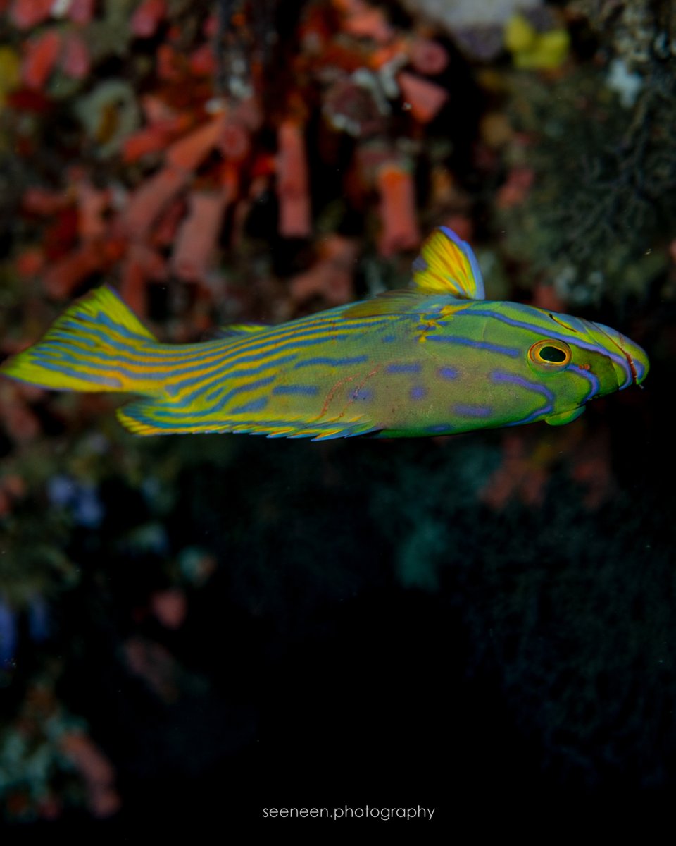 mohamedseeneen's tweet image. Cephalopholis polleni @CoralReefFish ?
This was in 2010 at Nassimo Thila south overhangs depth around 25 to 26 meters 
#fish #Maldives #fishid  #perpetualplanet #hopeforreefs