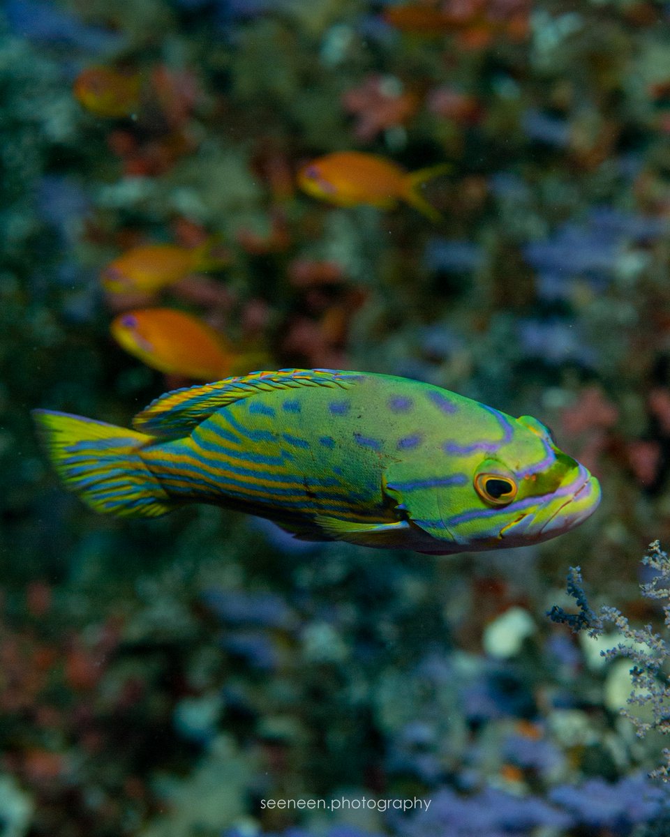 mohamedseeneen's tweet image. Cephalopholis polleni @CoralReefFish ?
This was in 2010 at Nassimo Thila south overhangs depth around 25 to 26 meters 
#fish #Maldives #fishid  #perpetualplanet #hopeforreefs
