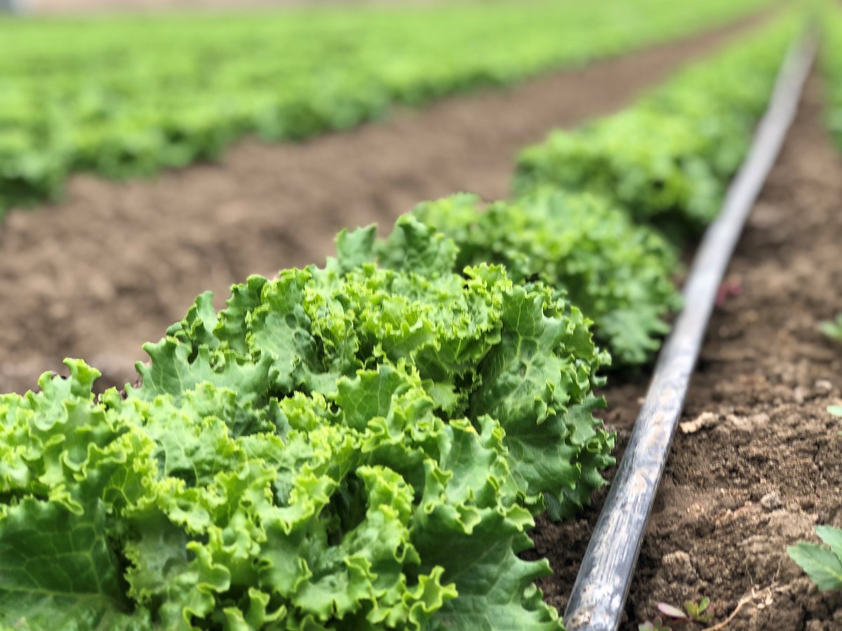 pim4u_'s tweet photo. #Driptape has many benefits, but the number one reason we use it is to conserve our natural resource, WATER.

💧 Efficient water use
💧 #Conservewater
💧 Water at the roots for precise watering
💧 Prevents overwatering
💧 Reduces the amount of weeds/weeding

#EarthDay2022 #PIM4U https://t.co/6x4Yw2QOA0