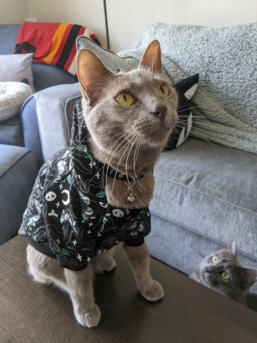 thegremqueen's tweet photo. hoodie cat https://t.co/VJ1wlZxTAN