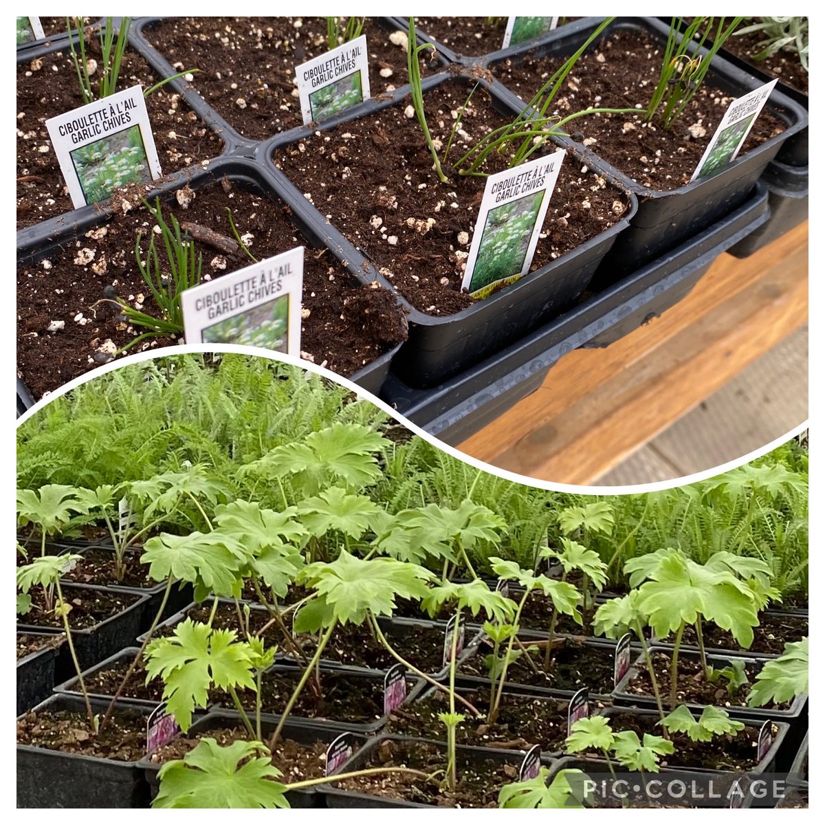 While it might be snowy outside the YR teams started their Plant Club projects this week. They will grow several types of herbs with trimmings going to local organizations.
#makingthedifference