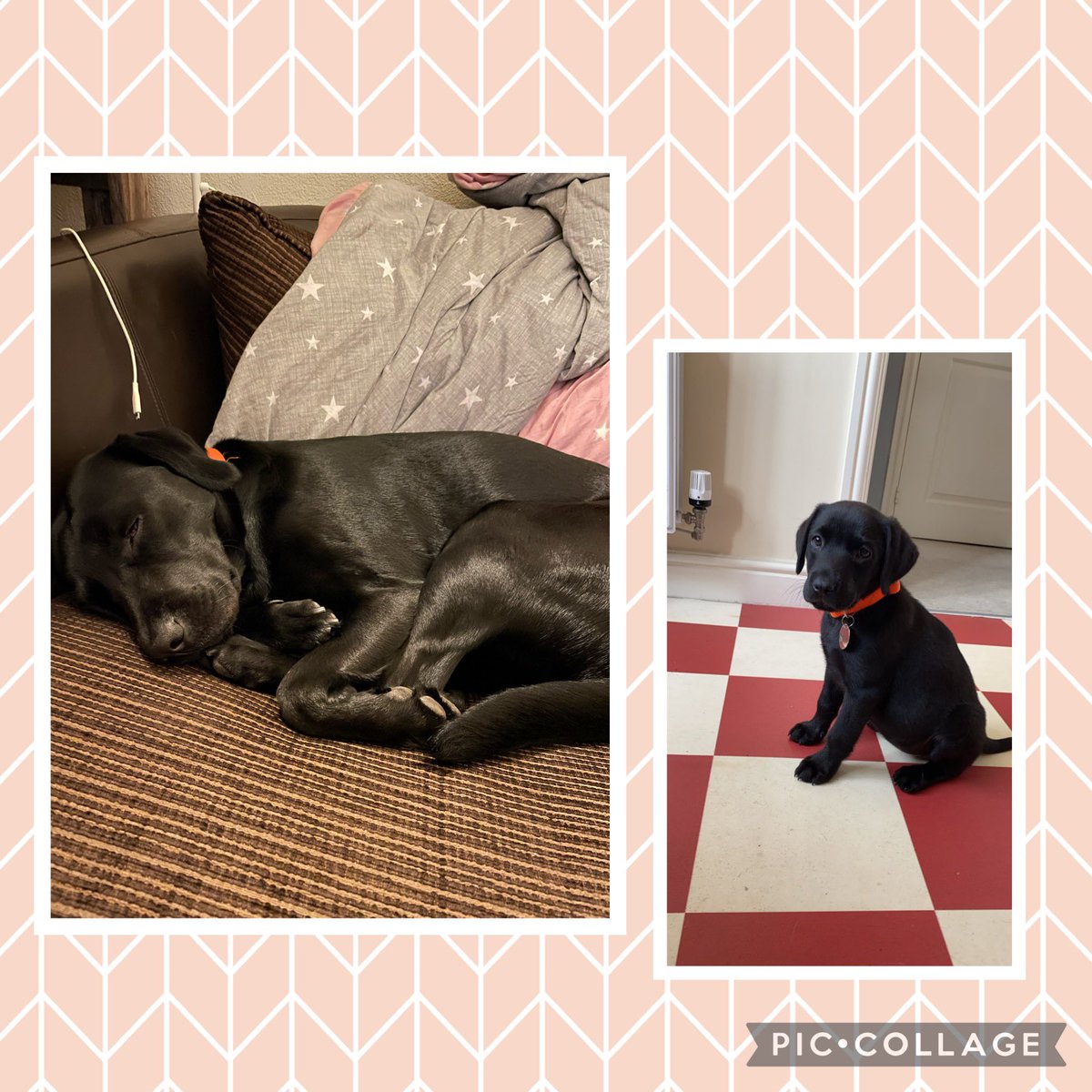 rfshar's tweet image. Birthday dog 2 today ☺️