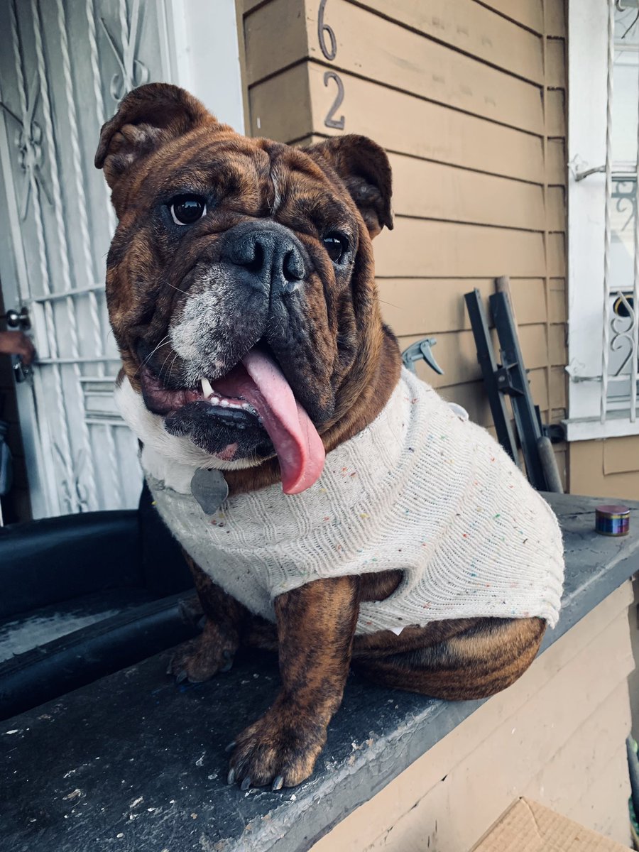 Lameass_Rossa's tweet image. My Pretty Girl 🌻🤎