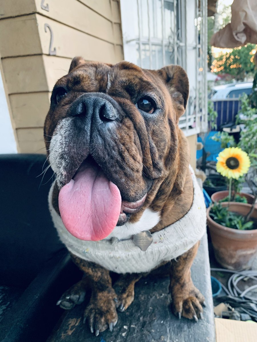 Lameass_Rossa's tweet image. My Pretty Girl 🌻🤎