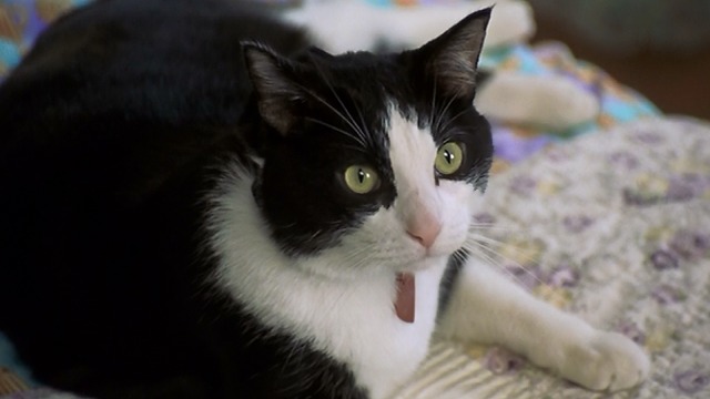 catmediums's tweet photo. Fat Louie from The Princess Diaries 1 and 2 (2001-2004) https://t.co/v5U6g37SFq