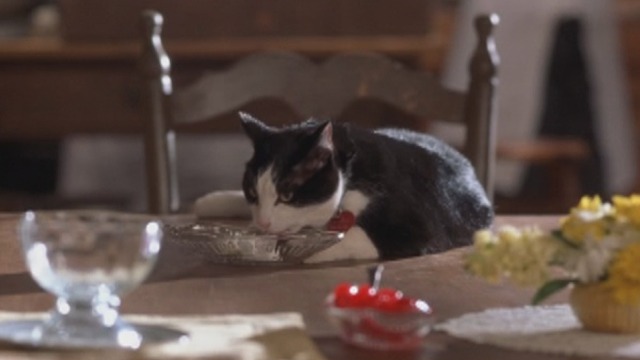 catmediums's tweet photo. Fat Louie from The Princess Diaries 1 and 2 (2001-2004) https://t.co/v5U6g37SFq