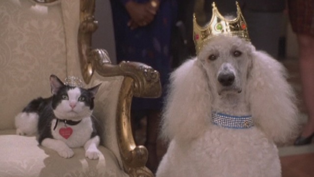 catmediums's tweet photo. Fat Louie from The Princess Diaries 1 and 2 (2001-2004) https://t.co/v5U6g37SFq
