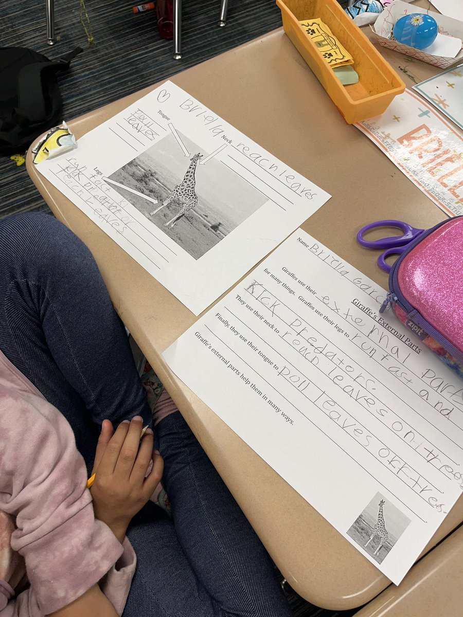 RomoSteamTeam's tweet photo. 1st grade read expository text and took notes about giraffes and then wrote a paragraph. Then, our librarian read Giraffes Can’t Dance and we made giraffes that can dance! @BRESBulldogs @hilz2teach @MgodoyCorner https://t.co/cV68yWro8g