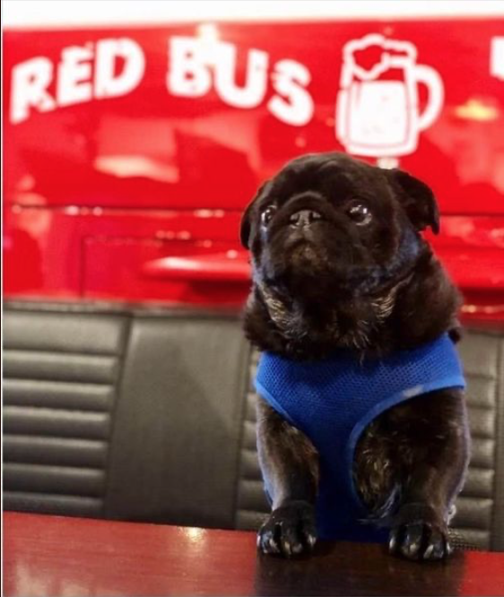 RedBusBrew's tweet photo. Turn this frown upside come . . . Come to our Cheers to Four Years Anniversary Party this weekend! 🥳 Woof! 🐾 #MakeLucyHappy #RedBusBrewing #CheersToFourYears https://t.co/AvJ9w19Kgq