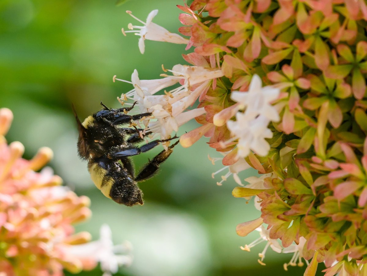 FloridaMuseum's tweet photo. April 22-24 📌 Spring Plant Sale 
🌿🌞🐞 Our Earth Day weekend sale features more than 100 species of Florida- and pollinator-friendly plants. Discover which pollinator species you can attract and the plants that work best in your landscape.
Info:
https://t.co/5sfFsjcWSP https://t.co/qhriM9VEx9