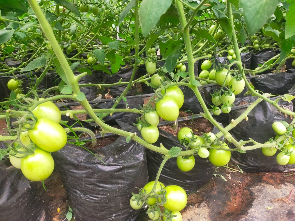 Your #crop yield is 100% dependent on #good nutrition and adequate technical skills.