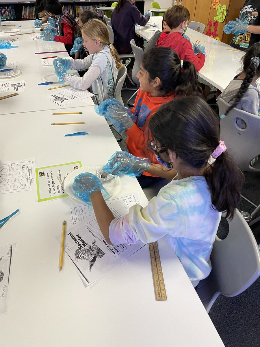 Today we dissected owl pellets in science! The shrieks of joy were my favorite 🥰 so cool to find full skulls and bones!! #AustinBetterTogether