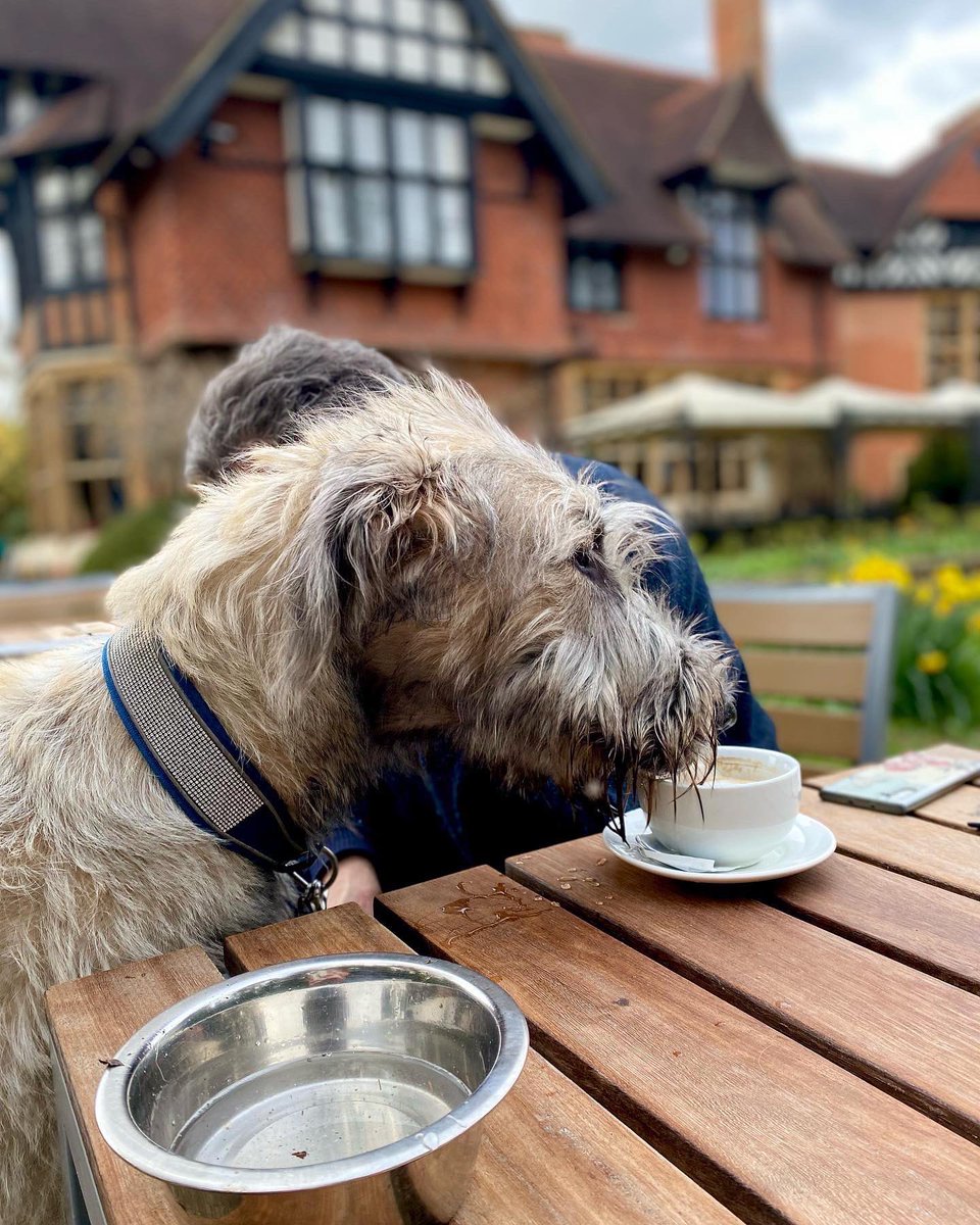 If you sneak up very slowly you can lick the foam from the human’s cappuccino while he’s looking at his phone