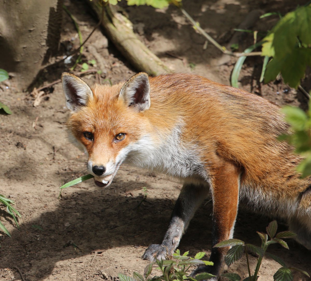 CJFPhotos's tweet photo. ‘Caught’ @WildlifeMag @BBCCountryfile @Essexlife @NatGeoUK @NatGeoPhotos @EOSmag @CanonUKandIE @PhotoPlusMag @PhotographyWeek @Natures_Voice @GettyImages @EssexWildlife @EADT24 #fox #fur #canonphotography #Canon #woods #BBCWildlifePOTD https://t.co/1XQK1rpXYK