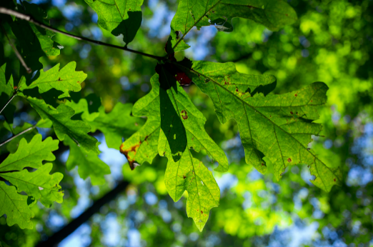 Brown-Forman tweet media