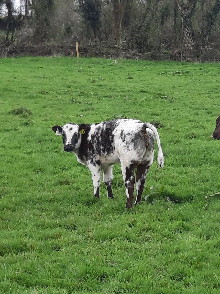 Really starting to kick off on grass
#belgiumbluecross
#Stockbull
#sucklers2022
#sustainablefarming
#grassfed
#heifer