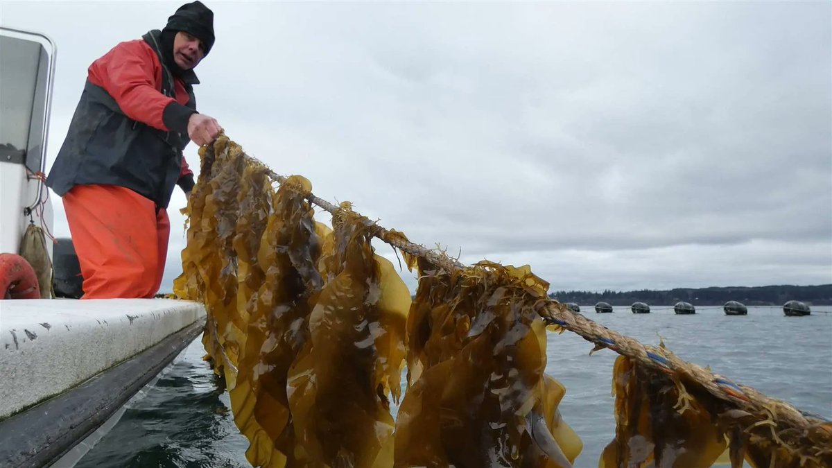 Seasteading's tweet photo. "[Washington] state’s permitting process involves nine different agencies, and the paperwork is so burdensome and time-consuming that few people bother."
https://t.co/IZrOVccXgD https://t.co/tjzKwlsbVB