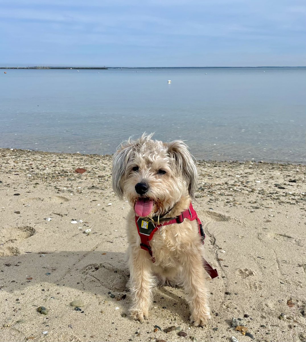 susantran's tweet image. Who’s seen #RescuedByRuby?!?!?! Is the end, the twist/coincidence, is that really true?!?! Just reading the @AP article and it appears to be!!! That’s bananas!!! #MargaretTheDog a rescue herself gives the movie two 🐾 paws UP! @RIStatePolice