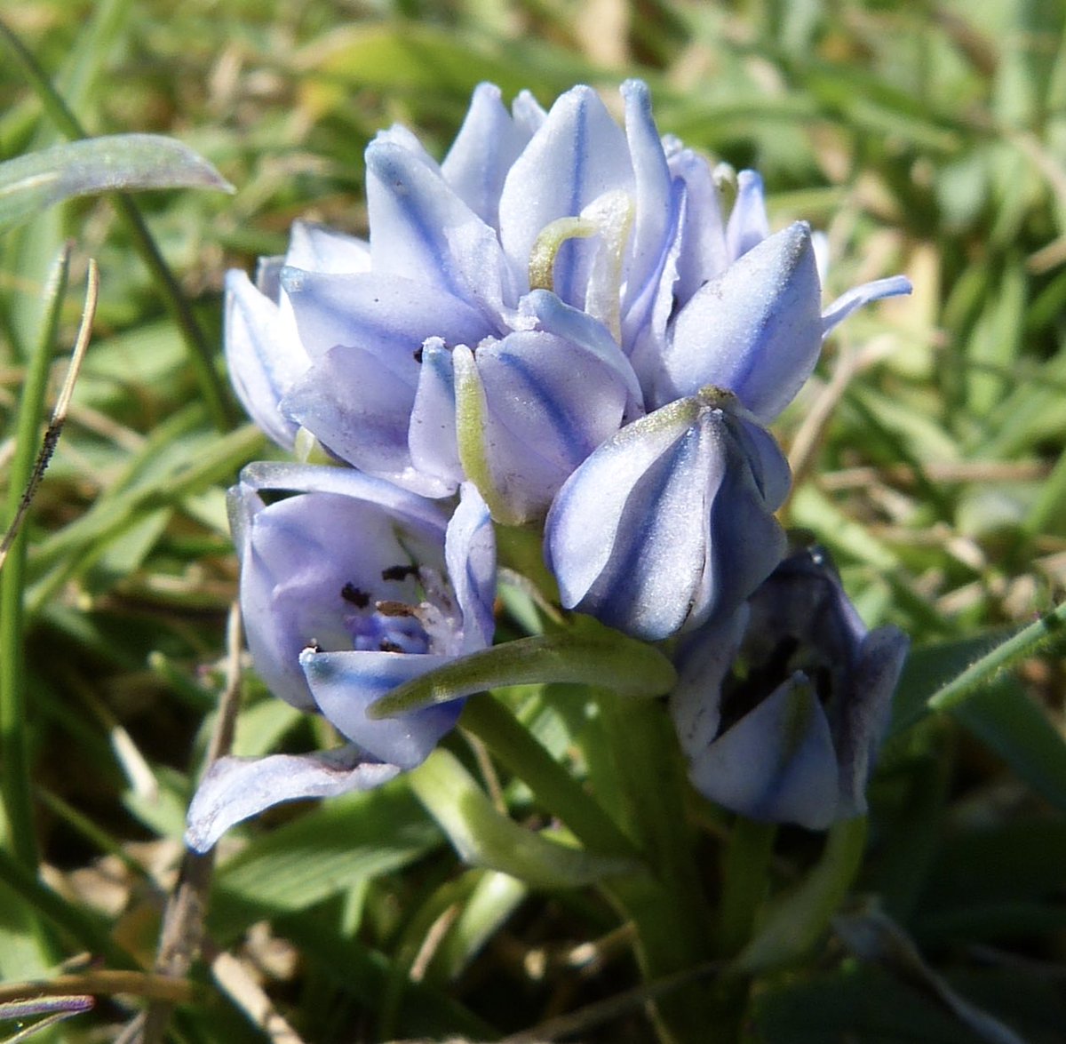 Gorgeous blue wild flower seen on a Cornish coastal walk, can anyone help with identifying #wildflowerhour