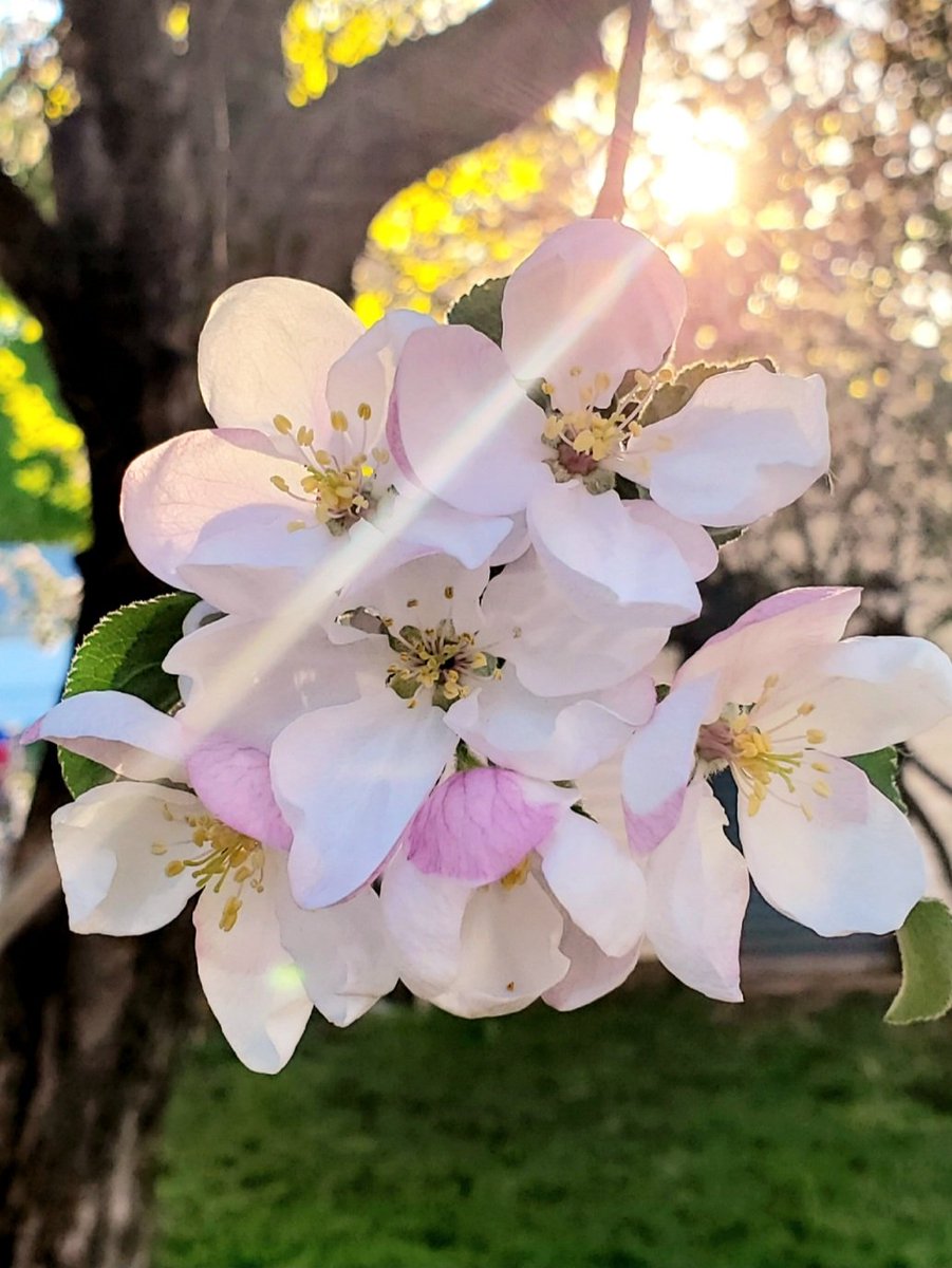 Ohsaraschmitt's tweet photo. I'm dreaming of blossoms, flowers and spring on this ridiculously windy and snowy Minnesota day.
#SpringWishes #MinnesotaSpring https://t.co/g5oLISjOi2